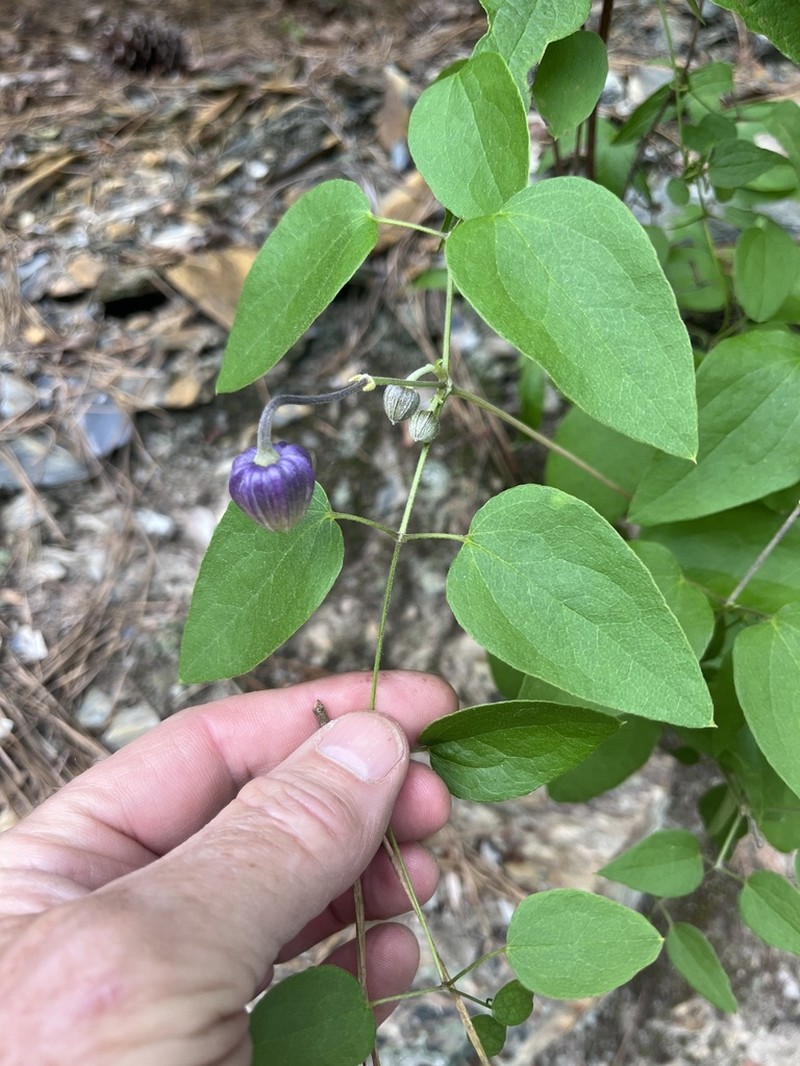 Clematis ouachitensis photo 5