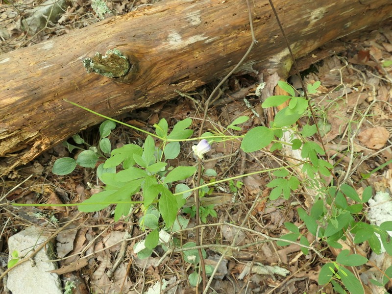 Clematis ouachitensis photo 6