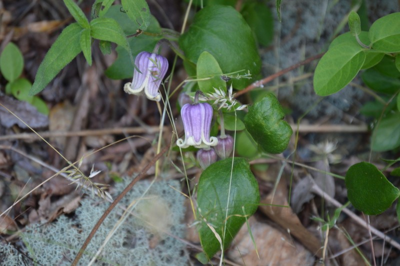Clematis ouachitensis photo 7