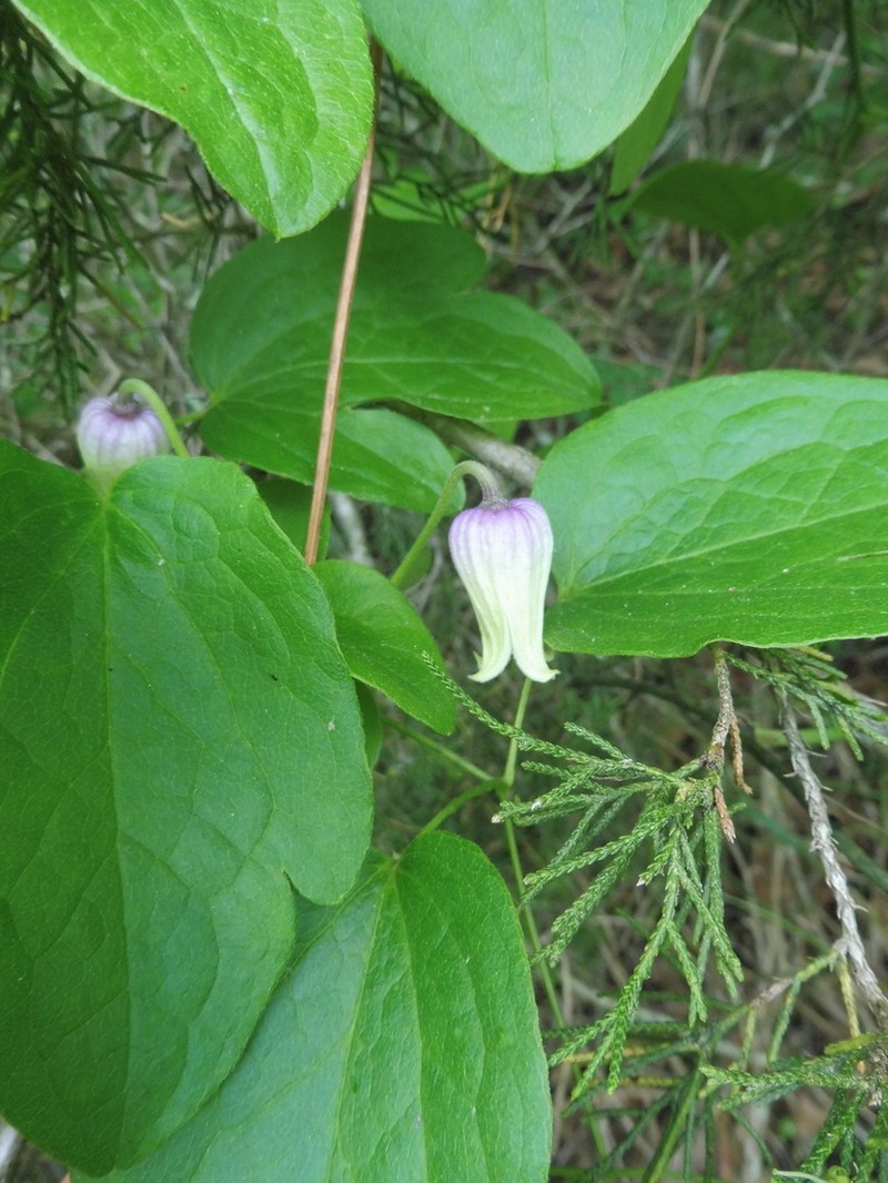 Clematis ouachitensis photo 8