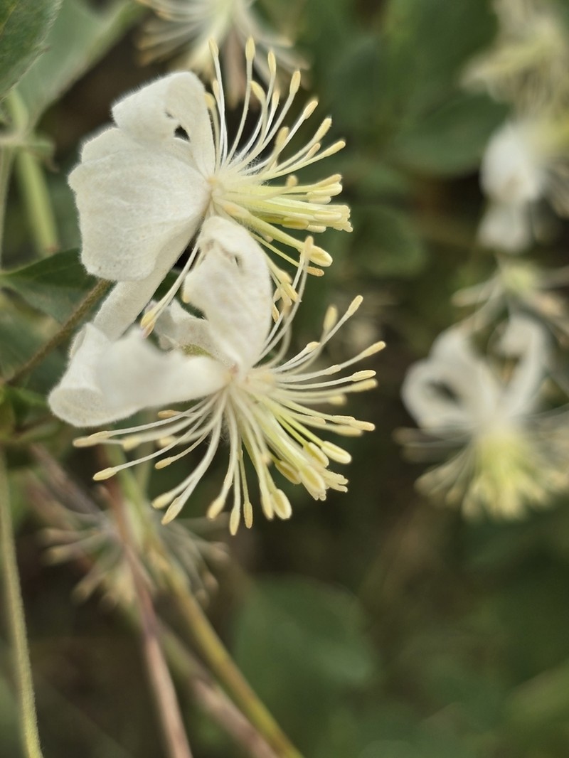 Clematis oweniae