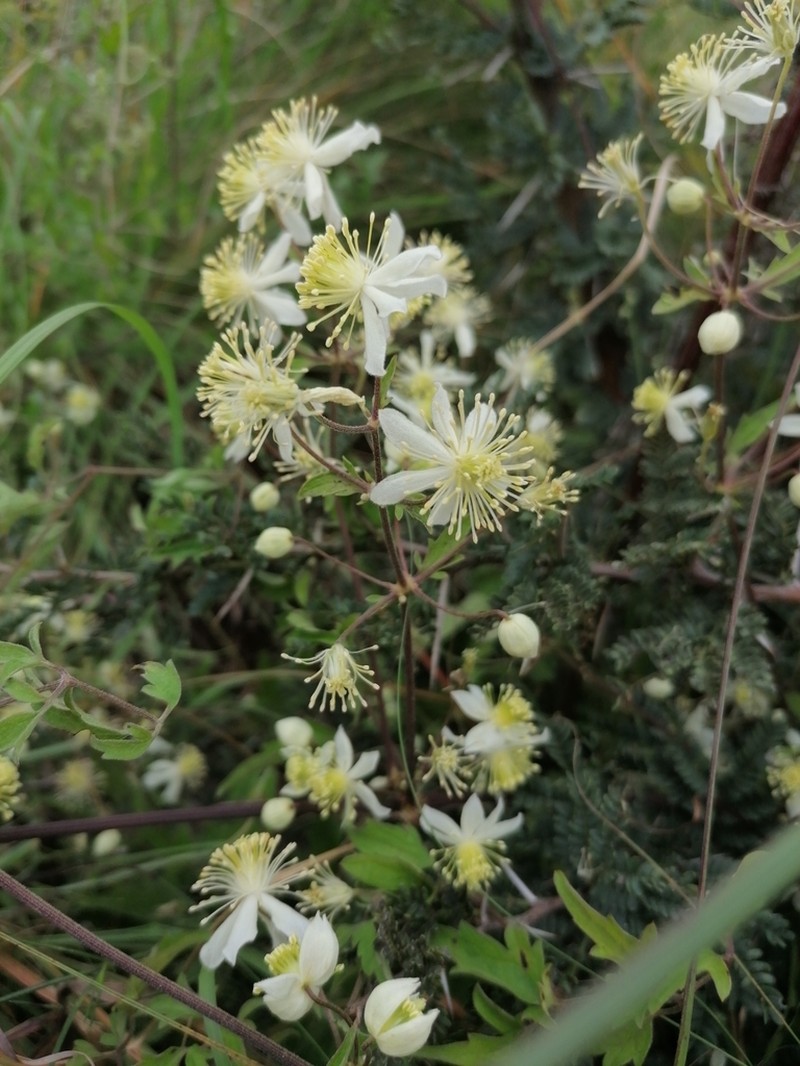 Clematis oweniae photo 2