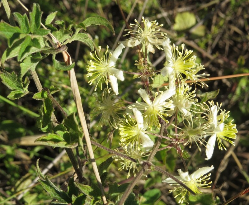 Clematis oweniae photo 3
