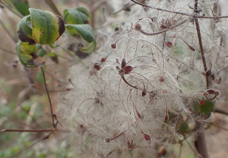 Clematis oweniae photo 4