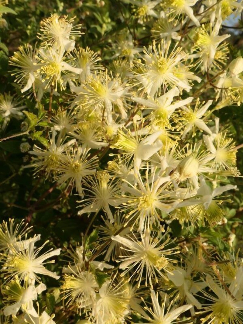 Clematis oweniae photo 5