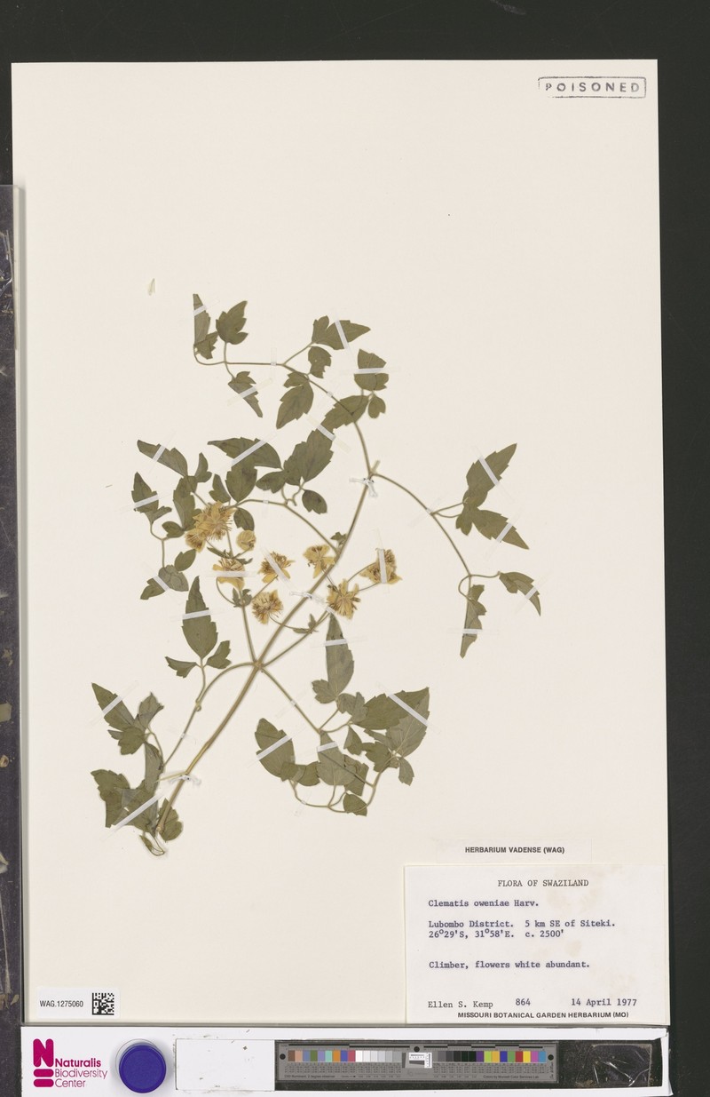 Clematis oweniae photo 8