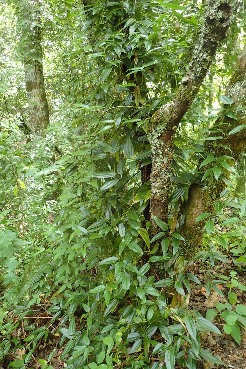 Clematis paniculata photo 2