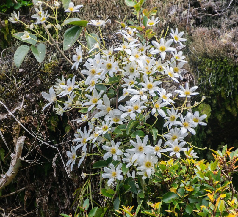 Clematis paniculata photo 3