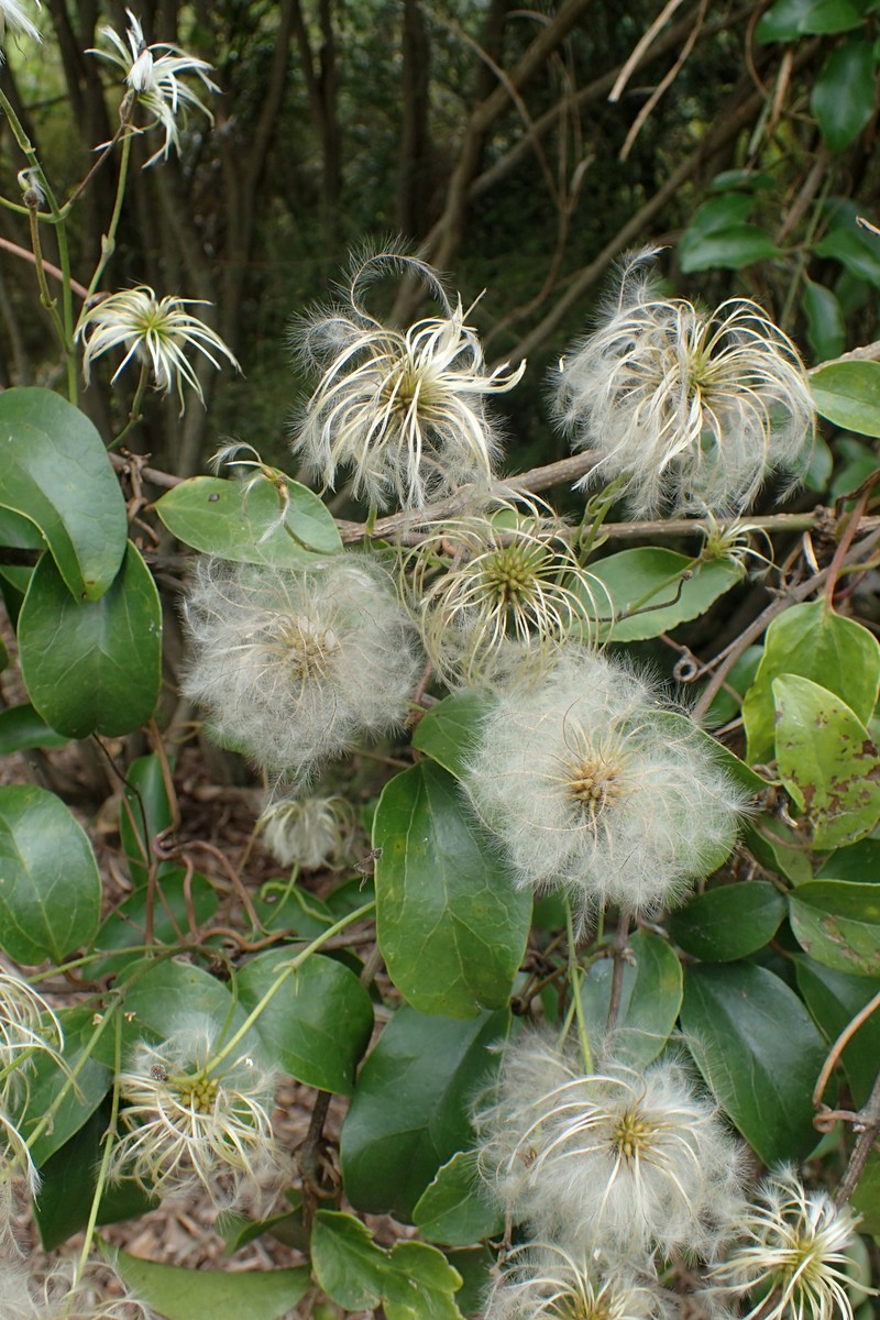 Clematis paniculata photo 4