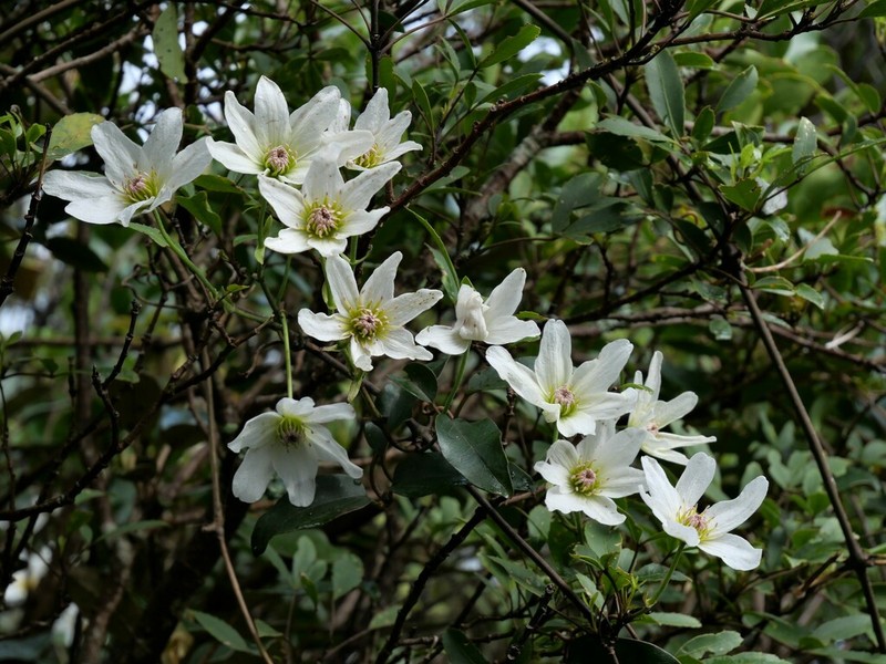Clematis paniculata photo 5