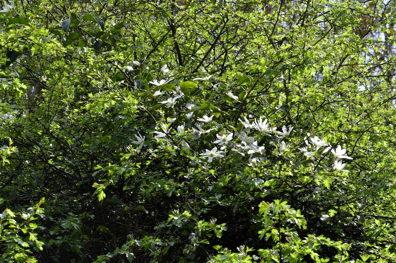 Clematis paniculata photo 6
