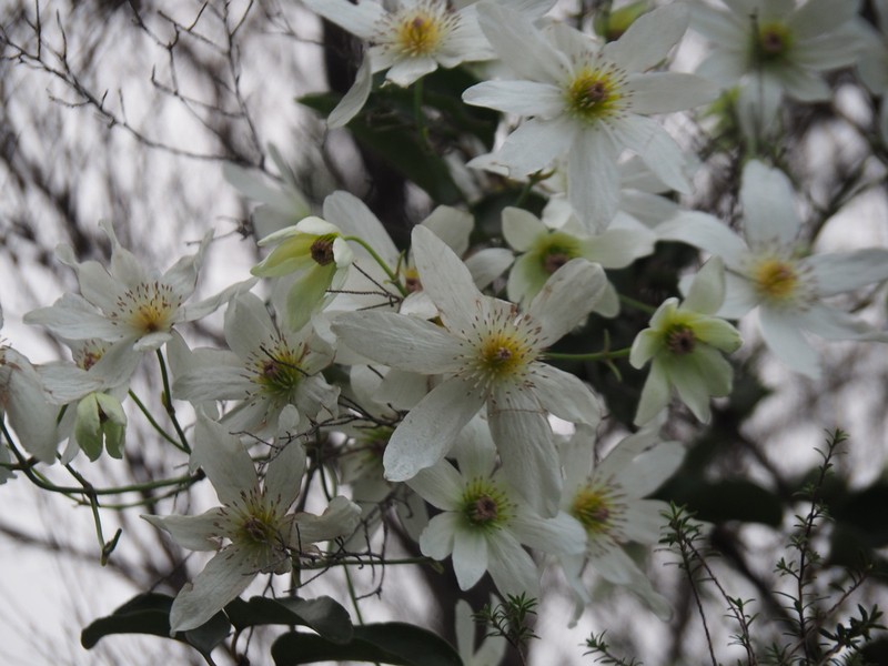 Clematis paniculata photo 7