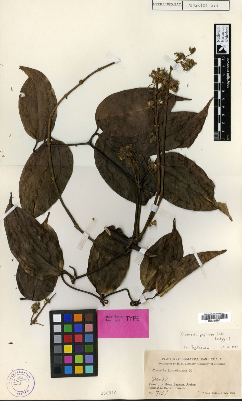 Clematis papillosa