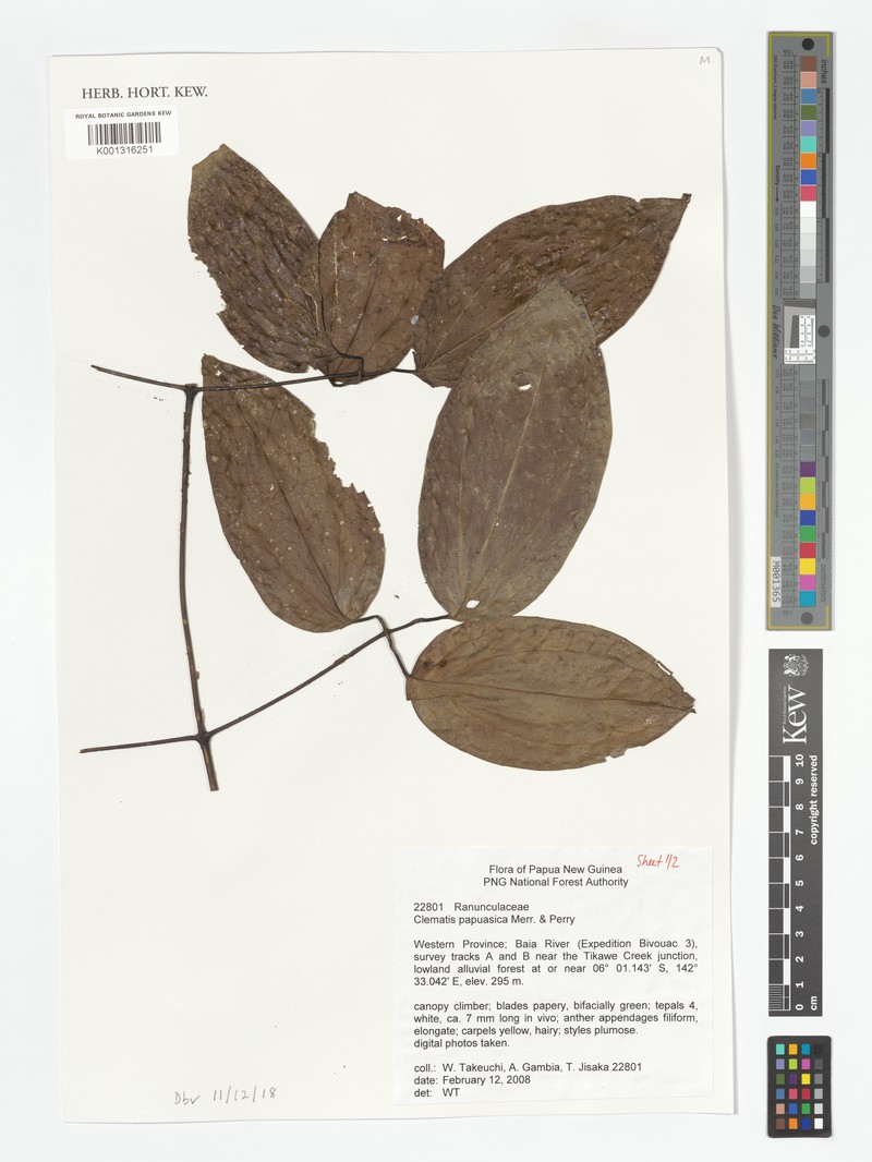 Clematis papuasica