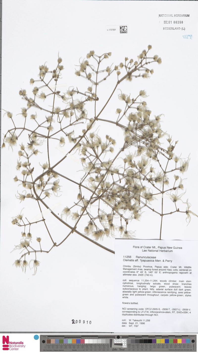 Clematis papuasica photo 3