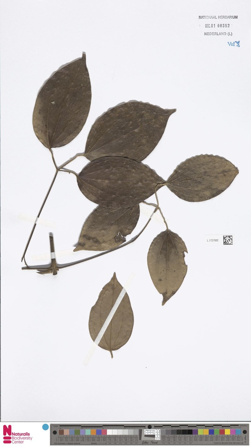 Clematis papuasica photo 4