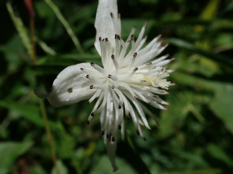 Clematis parviloba