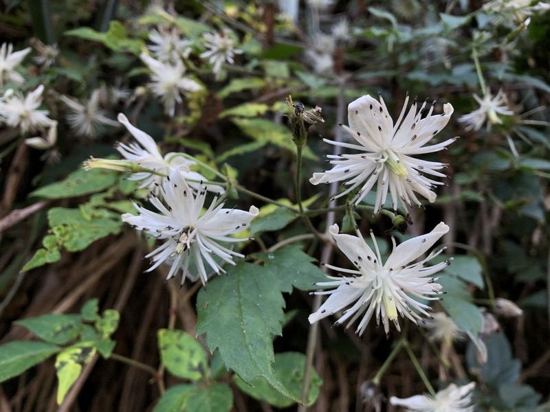 Clematis parviloba photo 2
