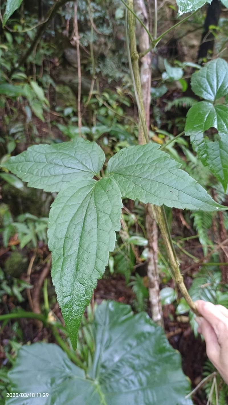 Clematis parviloba photo 3