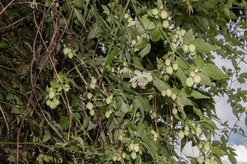 Clematis parviloba photo 4