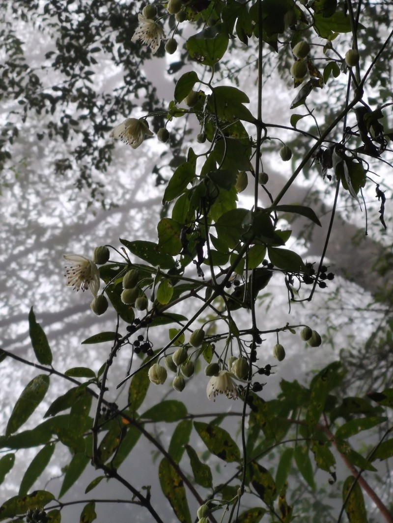 Clematis parviloba photo 5