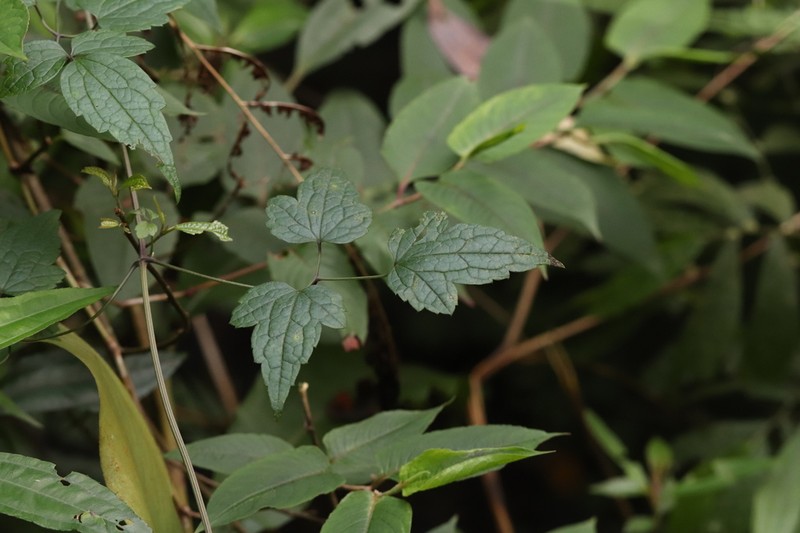 Clematis parviloba photo 6