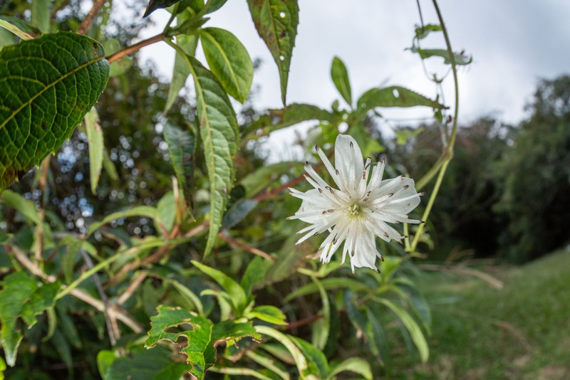 Clematis parviloba photo 7