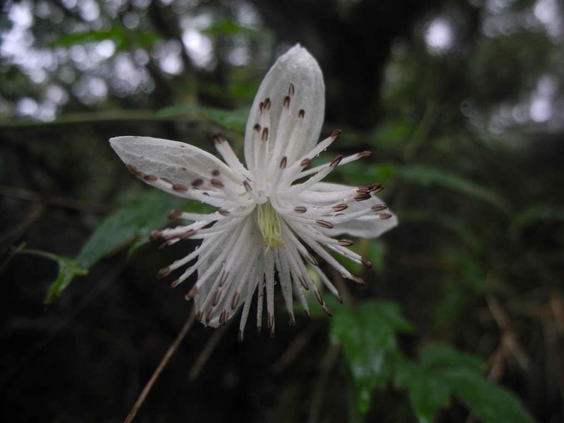 Clematis parviloba photo 8