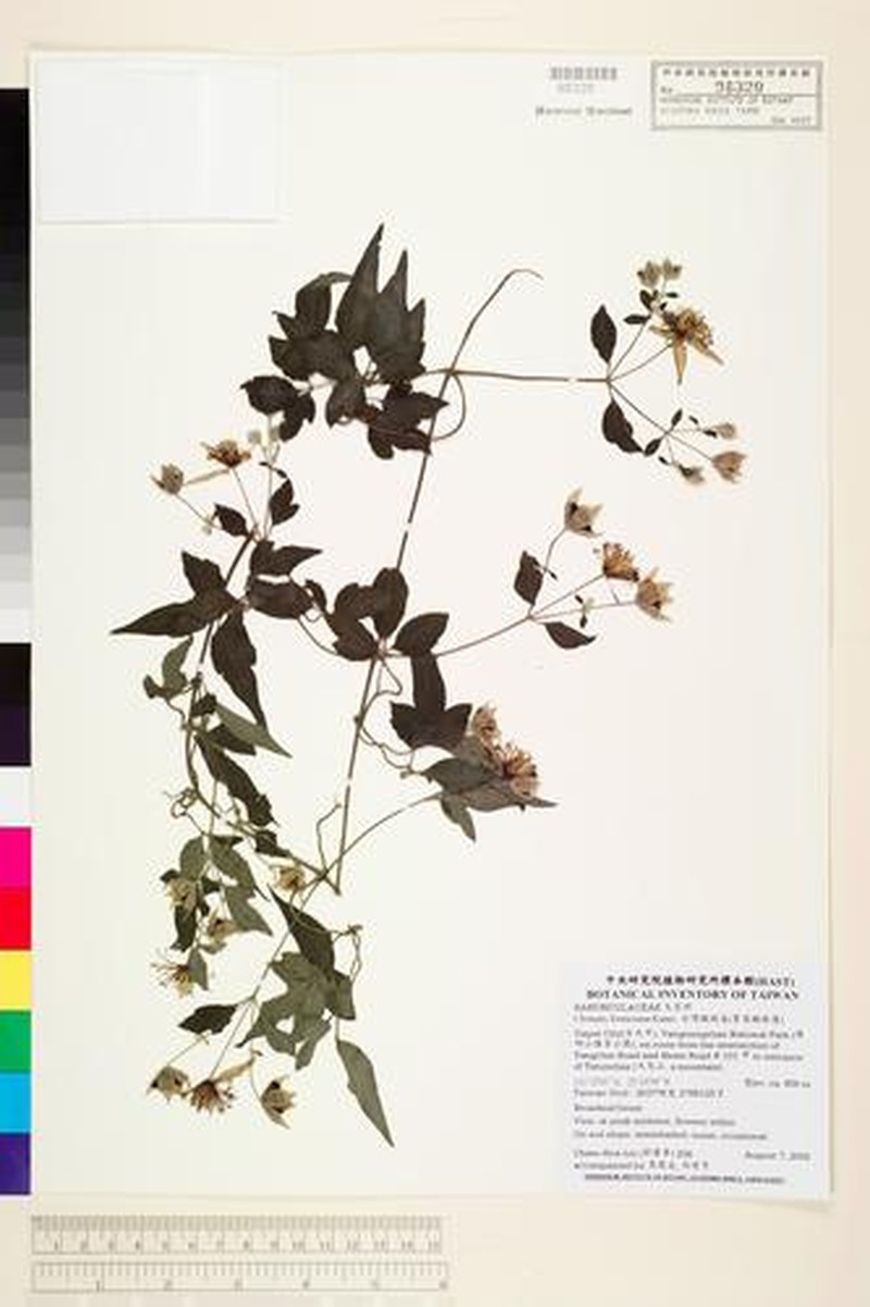 Clematis parviloba var. bartlettii