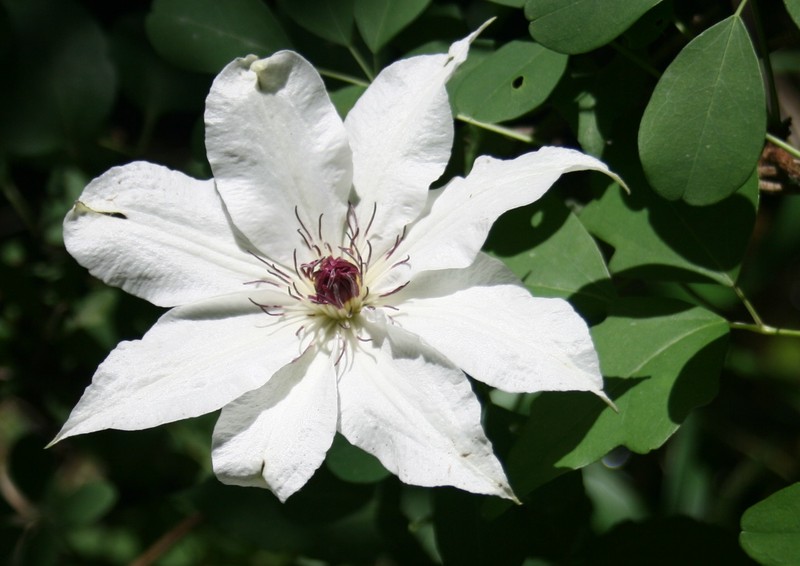 Clematis patens photo 2