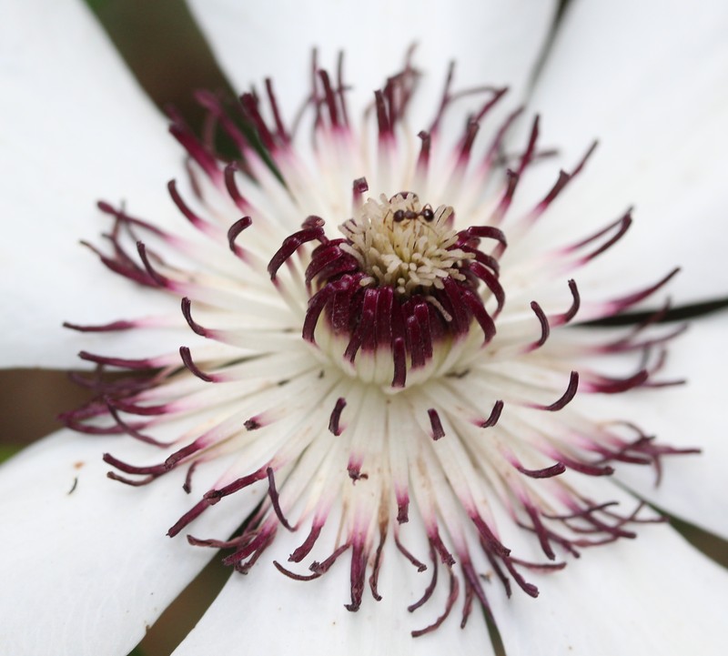 Clematis patens photo 3