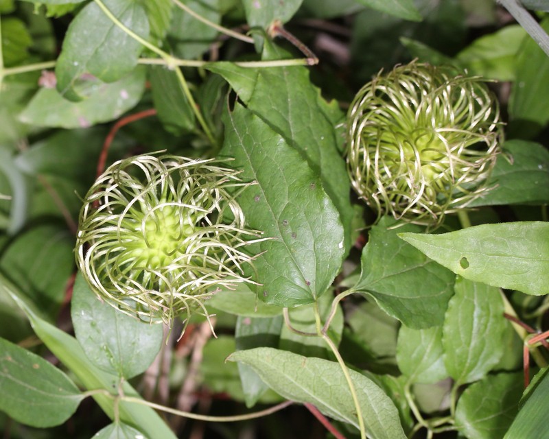 Clematis patens photo 4