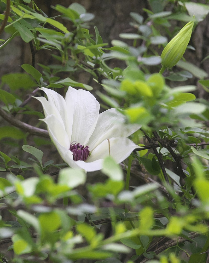 Clematis patens photo 5