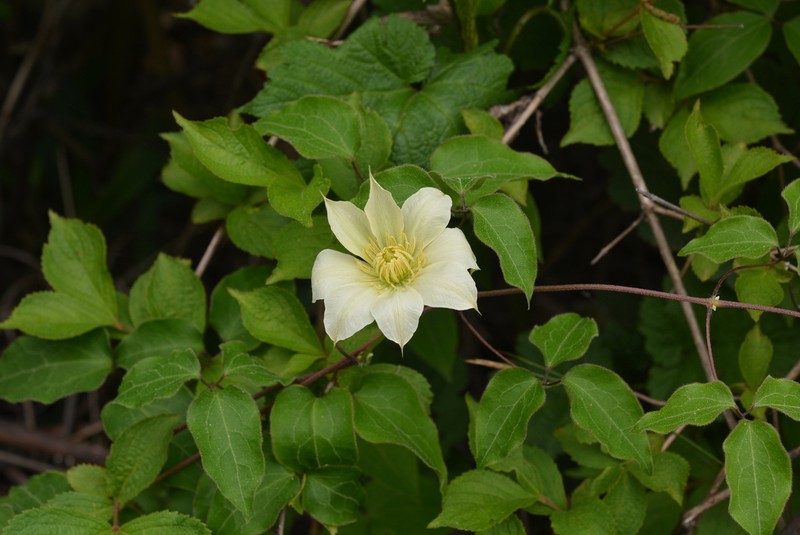 Clematis patens photo 6