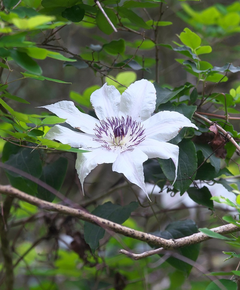Clematis patens photo 7
