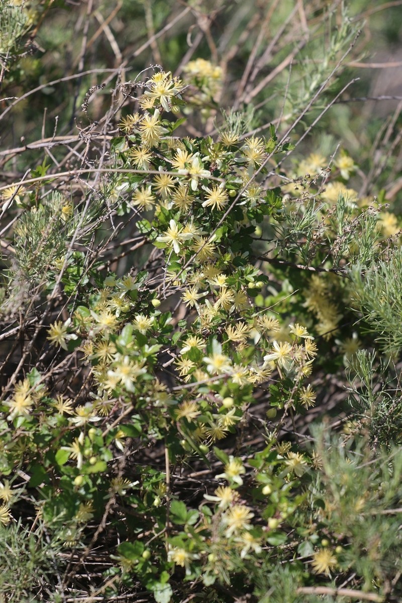 Ropevine Clematis
