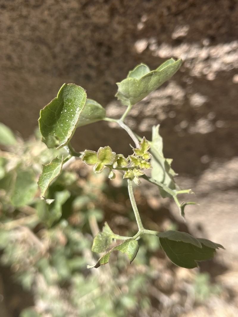 Ropevine Clematis photo 2