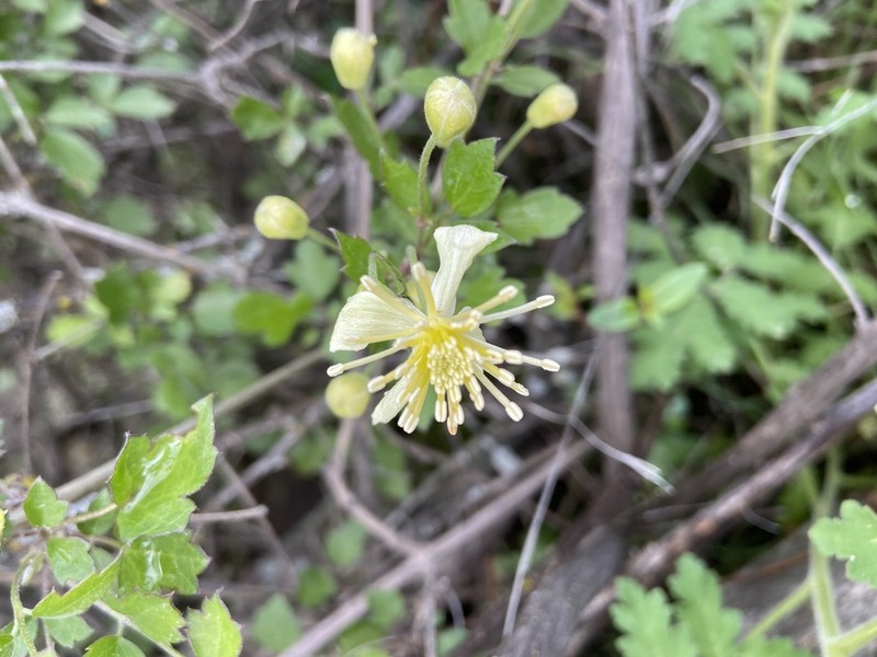 Ropevine Clematis photo 3