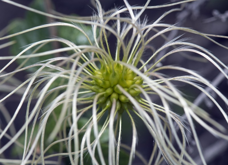 Ropevine Clematis photo 4