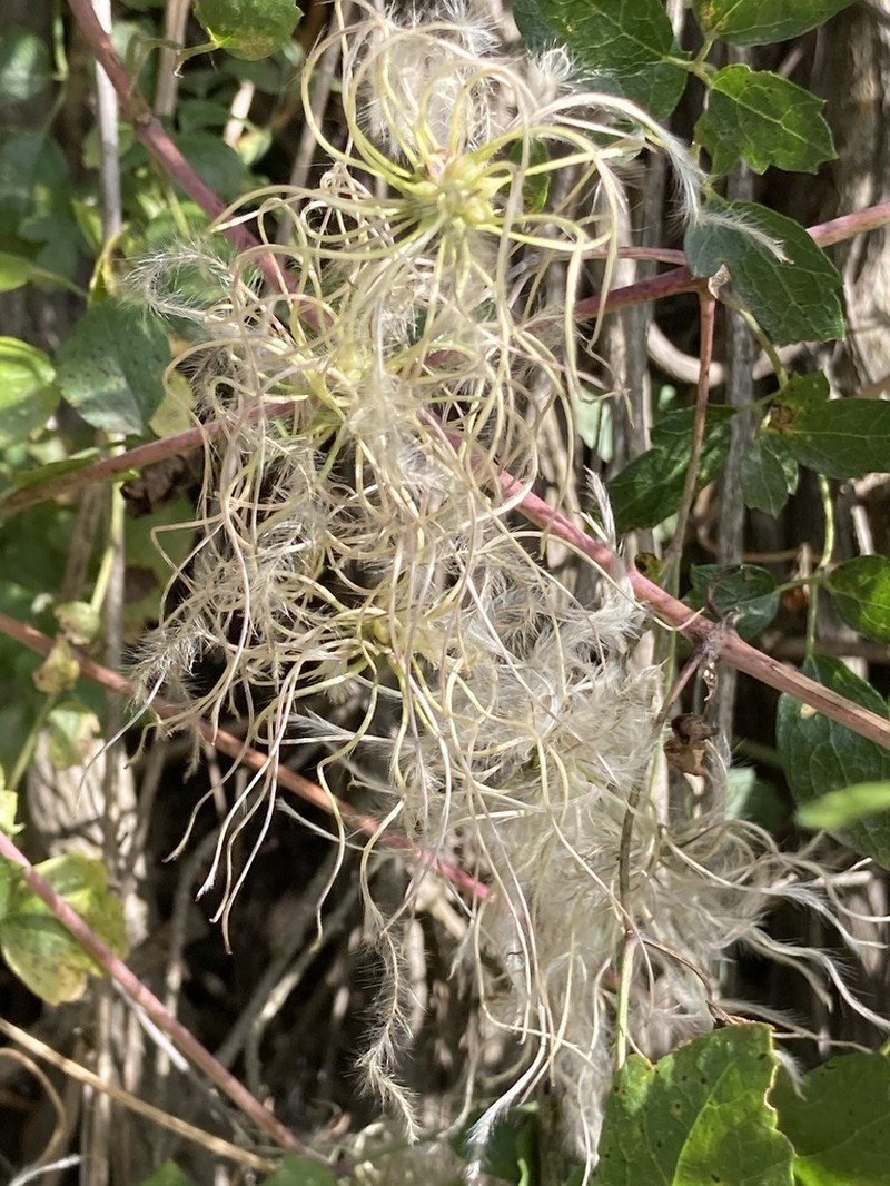 Ropevine Clematis photo 5