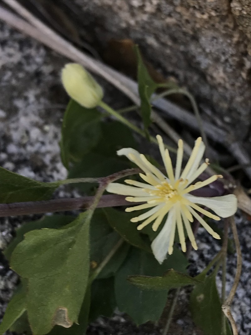 Ropevine Clematis photo 6