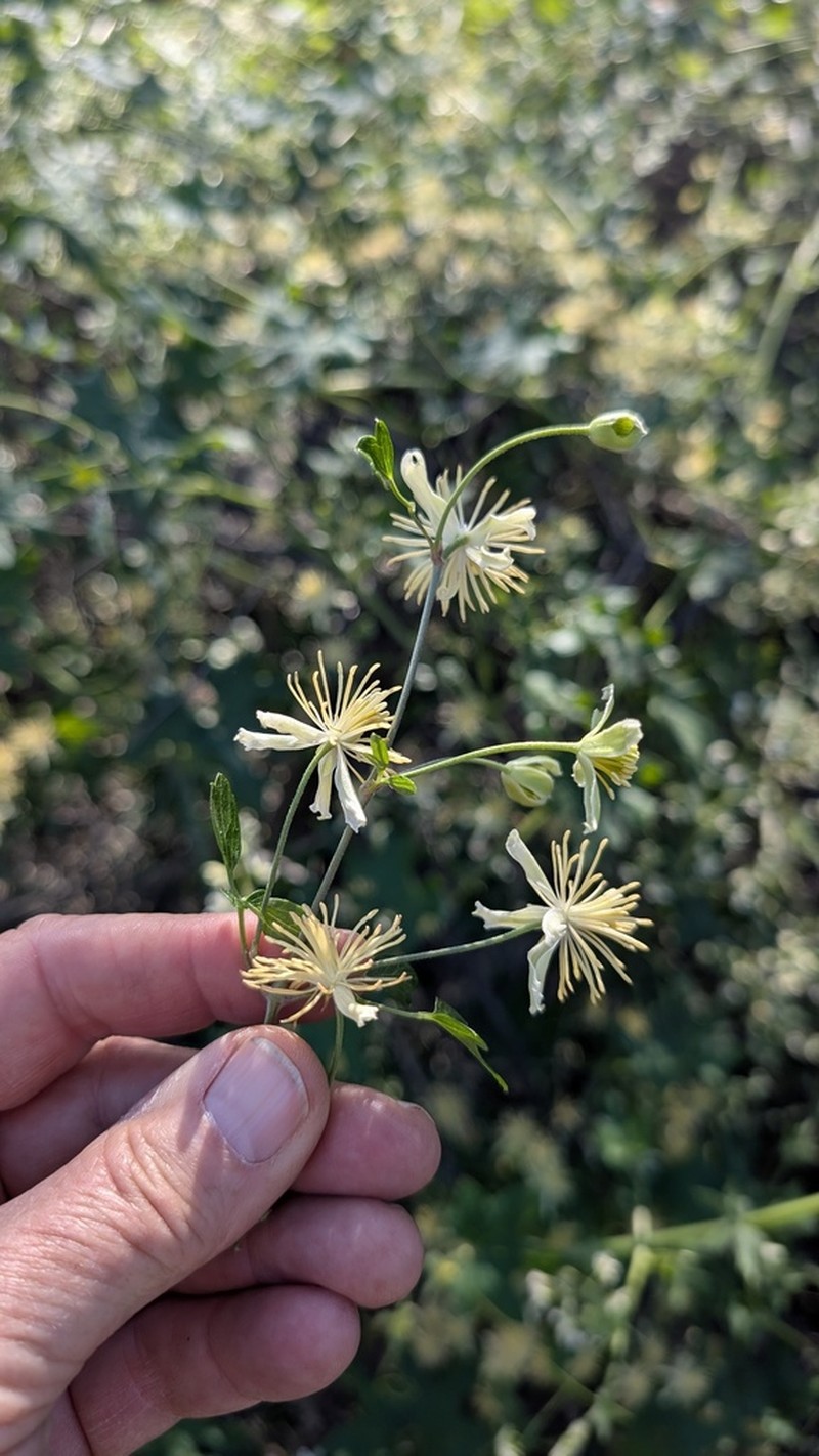 Ropevine Clematis photo 7
