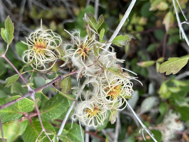 Ropevine Clematis photo 8