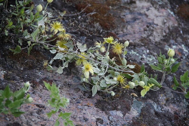 Clematis peruviana
