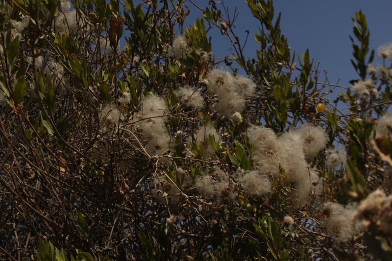 Clematis peruviana photo 2