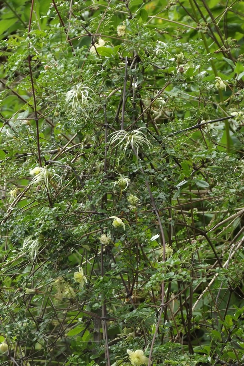 Clematis peruviana photo 3