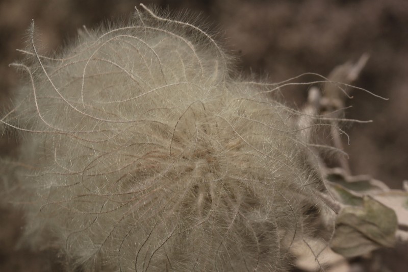 Clematis peruviana photo 4