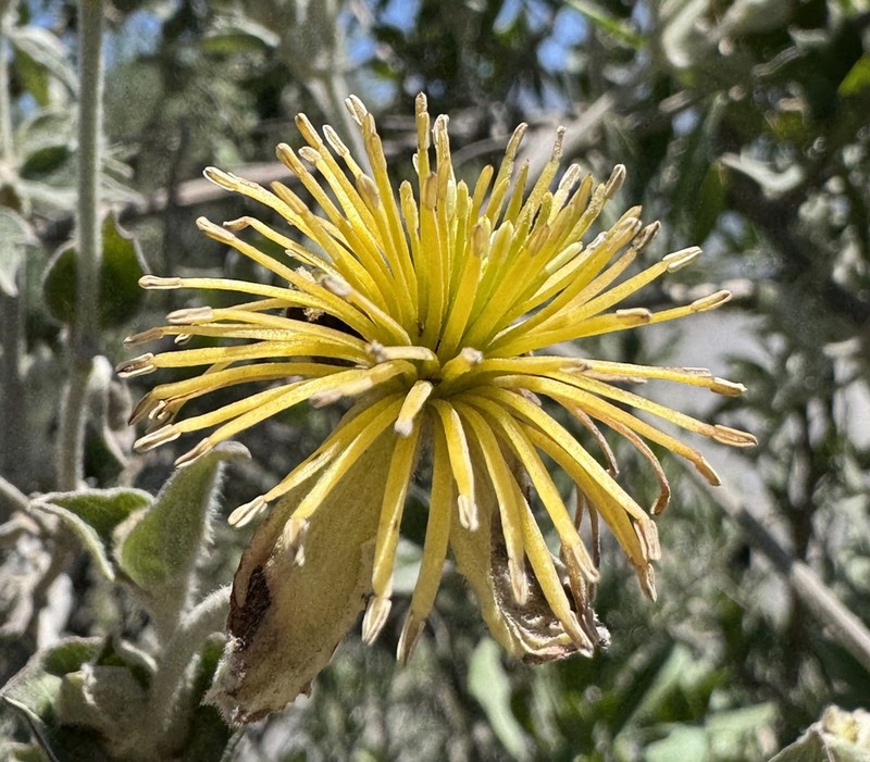 Clematis peruviana photo 5
