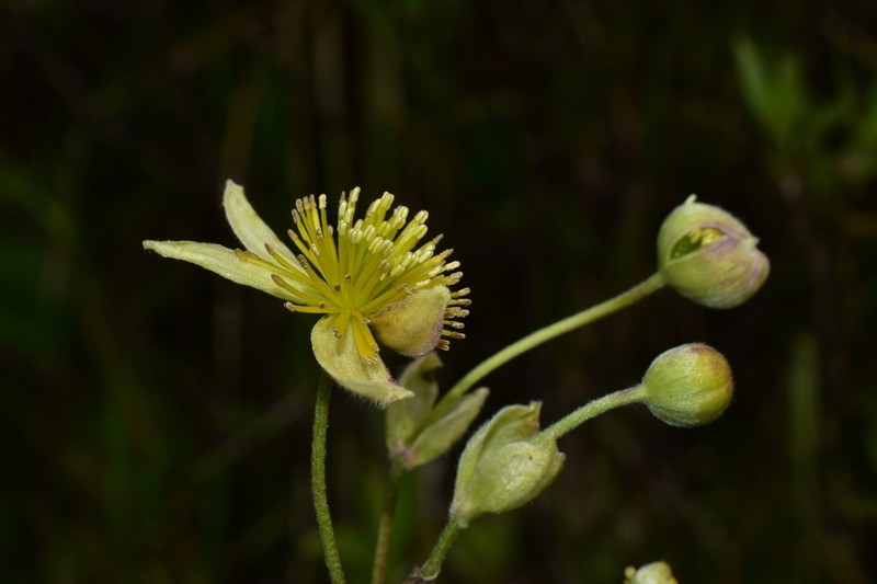 Clematis peruviana photo 6