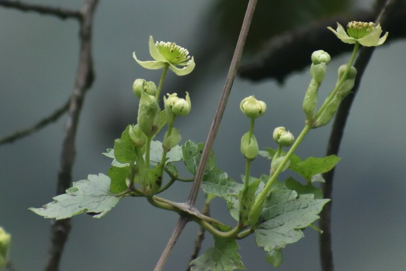 Clematis peruviana photo 7